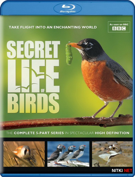    (5   5) / Secret Life of Birds (2010) Blu-ray + BDRip 1080p / 720p